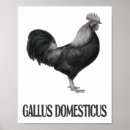 Pesquisar por galo desenhos pôsteres pósteres Galinha