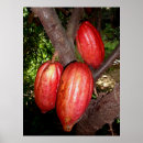 Pesquisar por cacau pósteres Chocolate