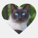 Pesquisar por olhos loucos adesivos Gatinho