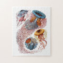 Pesquisar por medusa Haeckel de ernst