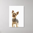 Pesquisar por yorkshire terrier impressão de canvas Animal