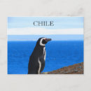Pesquisar por patagonia cartoes postais Pinguim