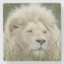 Pesquisar por do leste porta copos Branco