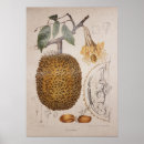 Pesquisar por ilustração botânica pôsteres pósteres Fruta