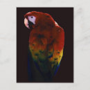 Pesquisar por escaravelho cartoes postais Aves