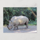 Pesquisar por foto do rinoceronte cartoes postais Animal