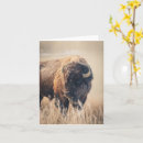 Pesquisar por yellowstone cartoes Fotografia