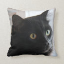 Pesquisar por grande eyed Gato preto
