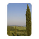 Pesquisar por pienza imas Cipreste