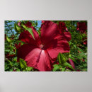 Pesquisar por hibiscus pósteres Flor de hibisco