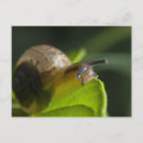 Pesquisar por caracol verde cartoes postais Folha