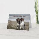 Pesquisar por do gsp cartoes German shorthaired pointer
