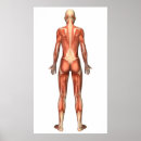 Pesquisar por sistema muscular pósteres Fisiologia