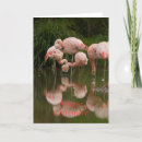 Pesquisar por cartão cor de rosa do flamingo cartoes Animal