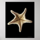 Pesquisar por esqueleto pósteres Animais