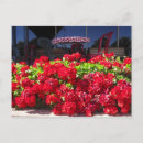 Pesquisar por geranium cartoes postais Vermelho