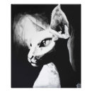 Pesquisar por calvo pósteres Gatinho