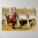 Pesquisar por galo vermelho pôsteres pósteres Animal