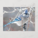 Pesquisar por bluejay Inverno