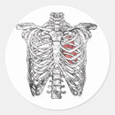 Pesquisar por anatomia adesivos Corpo