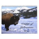 Pesquisar por calendário dos animais selvagens calendarios Yellowstone