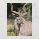 Pesquisar por striped cartoes postais Animal