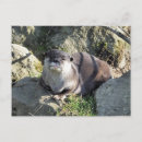 Pesquisar por do animal selvagem cartoes postais Fofo