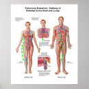 Pesquisar por sistema respiratório pósteres Anatomia