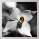 Pesquisar por ladybug pósteres Inseto