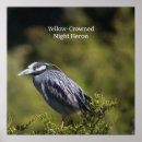 Pesquisar por observação artes pósteres Aves