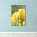 Pesquisar por tulipa amarela impressão de canvas Primavera