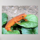 Pesquisar por newt fotografia Animal