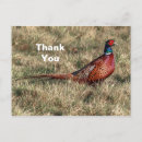 Pesquisar por faisão cartoes Foto