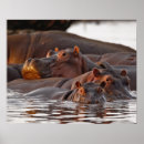 Pesquisar por hippopotamus pôsteres pósteres Animal