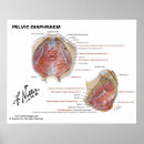 Pesquisar por pélvico pósteres Anatomia