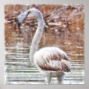 Pesquisar por amor flamingo pôsteres pósteres Flamingos