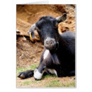Pesquisar por cabra bonito cartoes Cabras