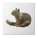 Pesquisar por animais selvagens azulejos Natureza