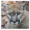 Pesquisar por guarda chuva azulejos Natureza