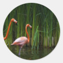 Pesquisar por flamingo cor rosa adesivos Para crianças