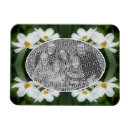 Pesquisar por abelha imas Para ela