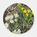 Pesquisar por do daffodil imas Flores