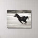 Pesquisar por cavalo árabe impressão de canvas Animal