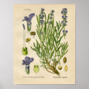 Pesquisar por vintage botanical pôsteres pósteres Illustration