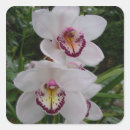 Pesquisar por orquídea branca adesivos Qualquer pessoa