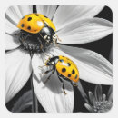 Pesquisar por besouro preto adesivos Natureza