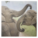 Pesquisar por luta azulejos Prado