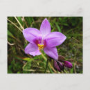 Pesquisar por orquídea selvagem cartoes postais Fotografia