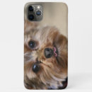 Pesquisar por yorkshire terrier iphone capas Animal