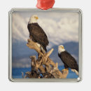 Pesquisar por homer ornamentos Ave de rapina